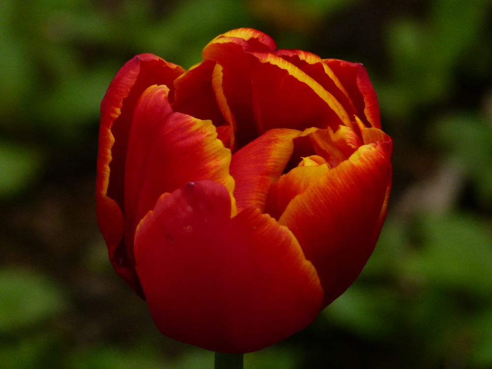 Tulpe im Frühling von hobittyst 