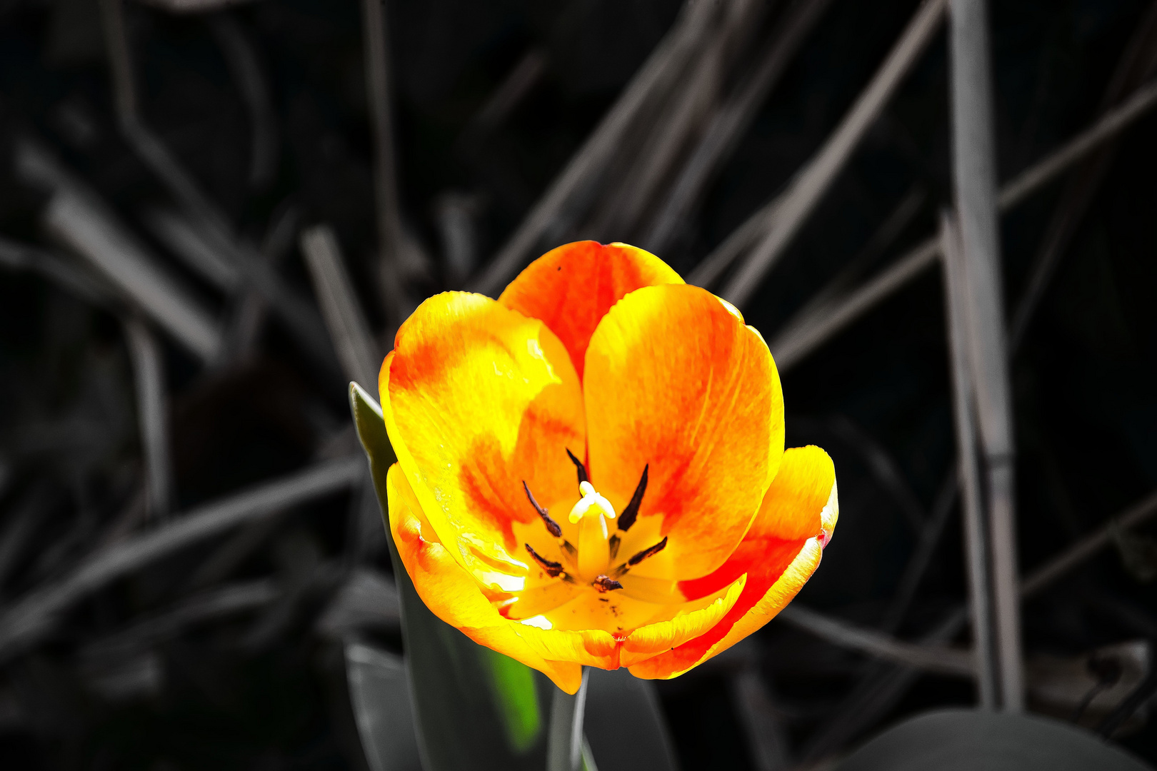 Tulpe im Frühling