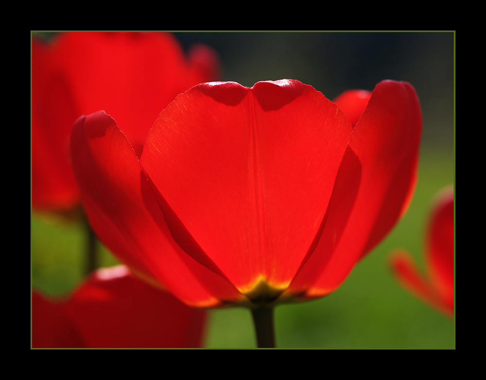 Tulpe im Frühling