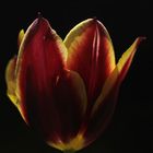 Tulpe im Frühlingslicht ;)