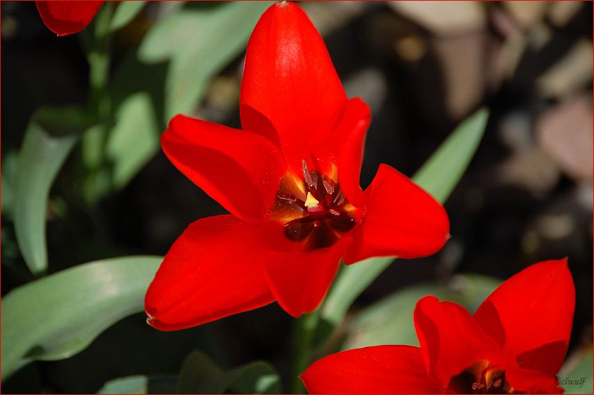 Tulpe im Garten