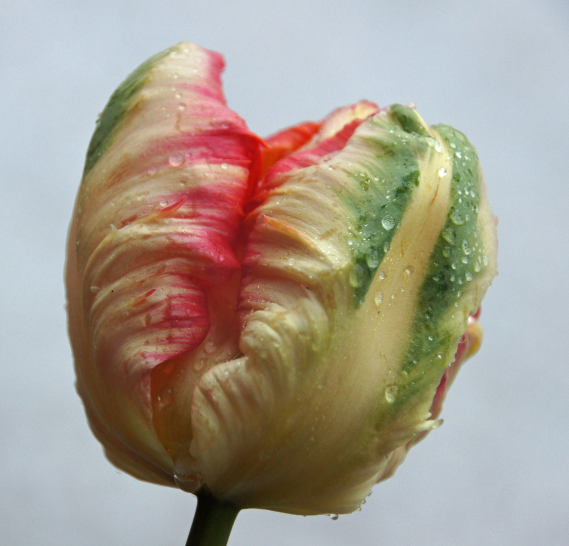 Tulpe im Garten 2012