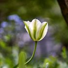 Tulpe im Garten