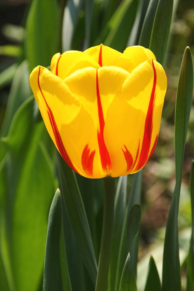Tulpe im Garten Foto &amp; Bild pflanzen, pilze &amp; flechten
