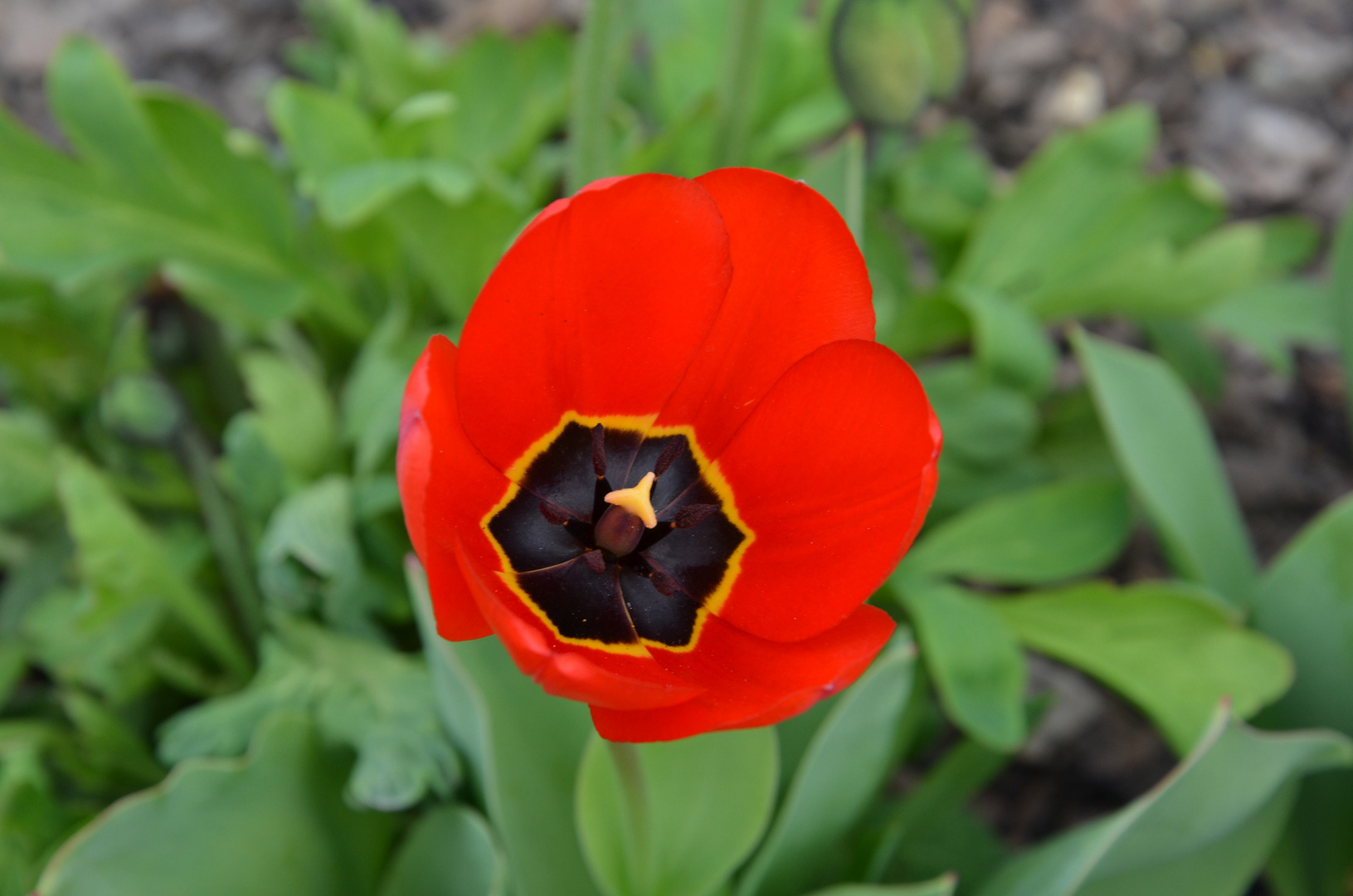 Tulpe im Garten