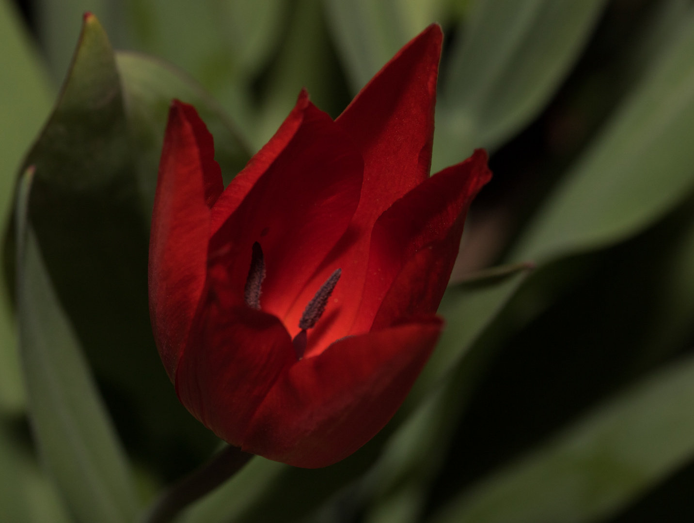 Tulpe im Garten