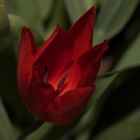 Tulpe im Garten