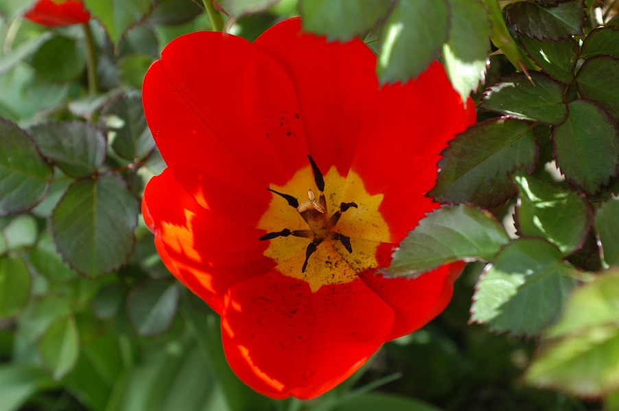 Tulpe im Garten