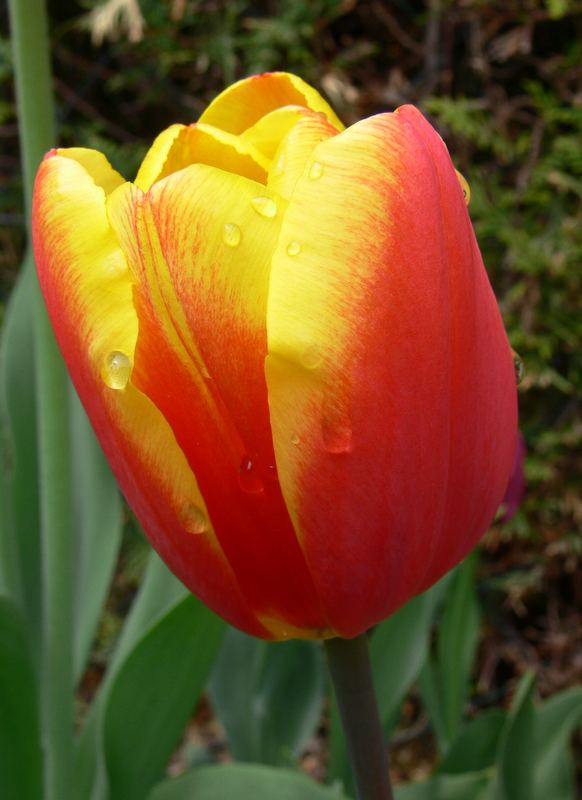 Tulpe im Garten