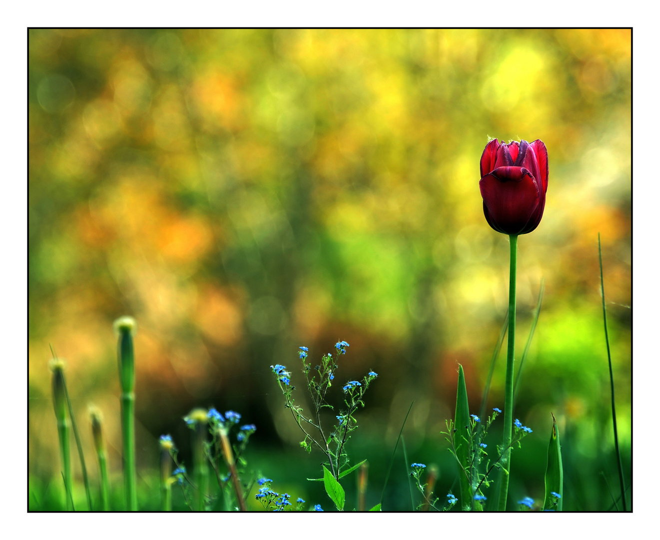 Tulpe im Garten