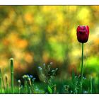 Tulpe im Garten