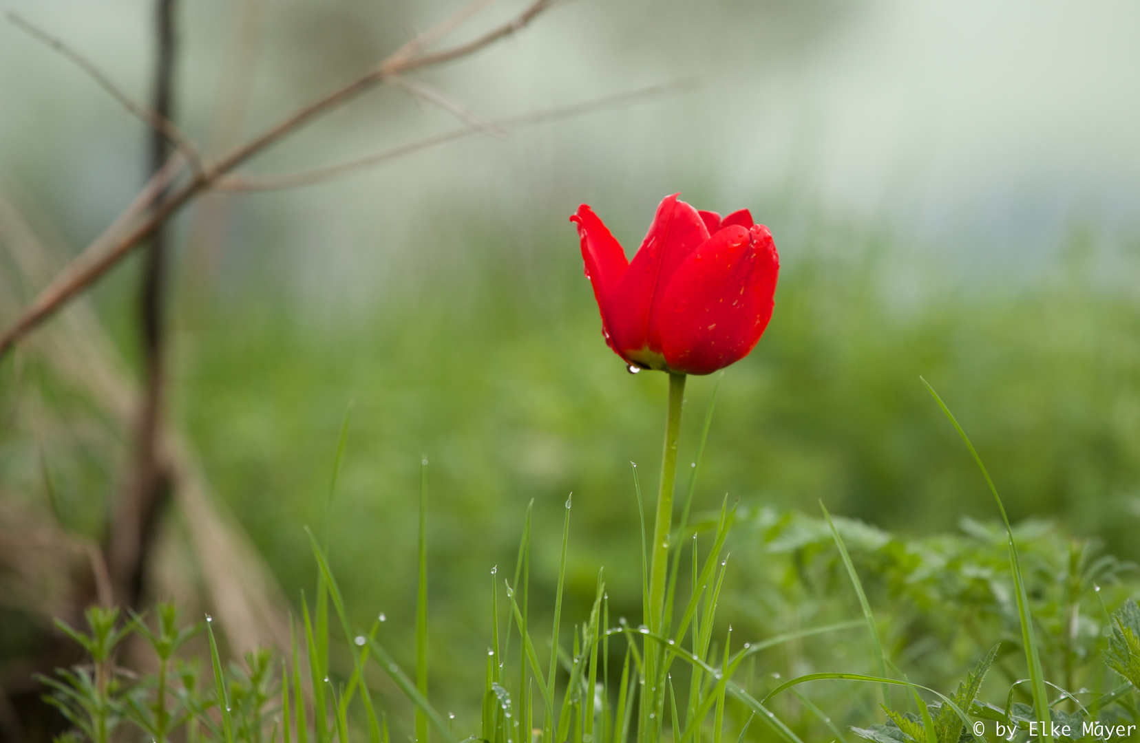 Tulpe im Gebüsch