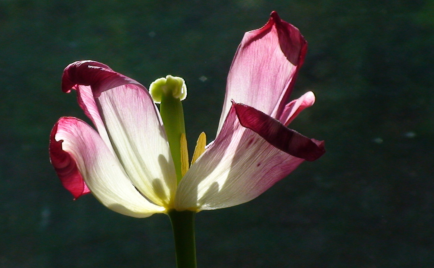 Tulpe im Gegenblicht