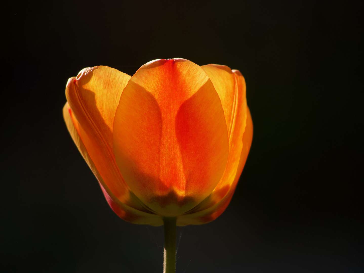 Tulpe im Gegenlicht