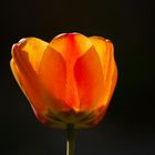 Tulpe im Gegenlicht