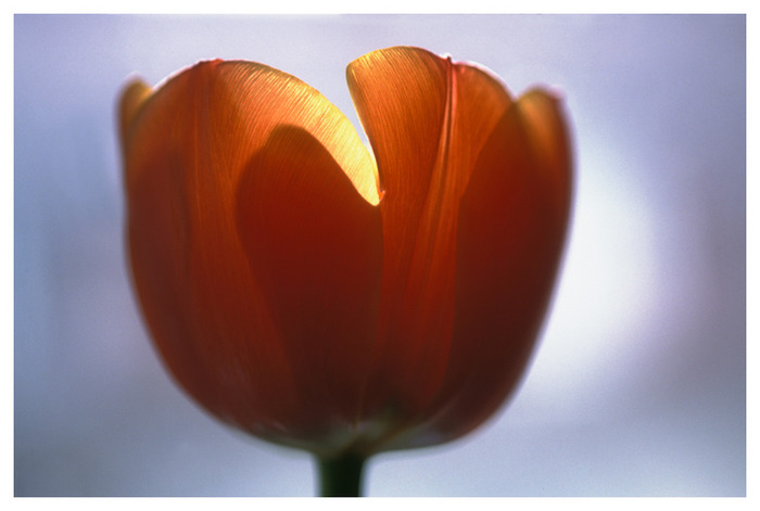 Tulpe im Gegenlicht