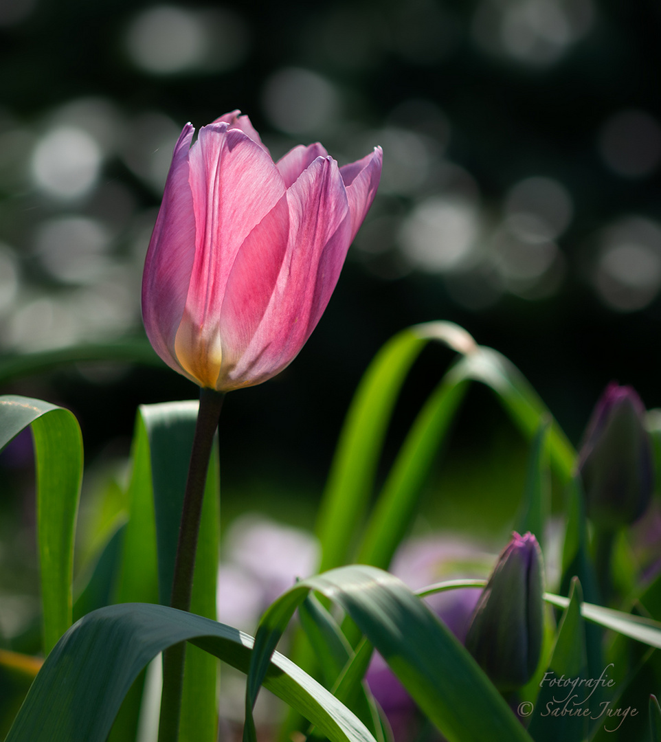 Tulpe im Gegenlicht