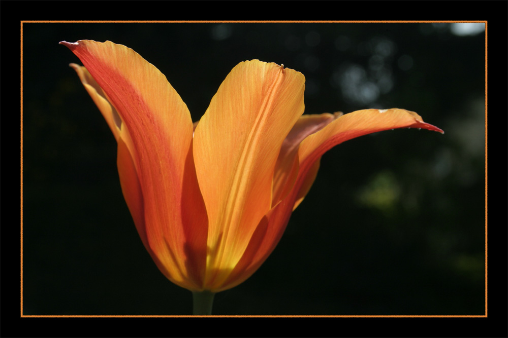 Tulpe im Gegenlicht