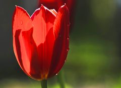 Tulpe im Gegenlicht