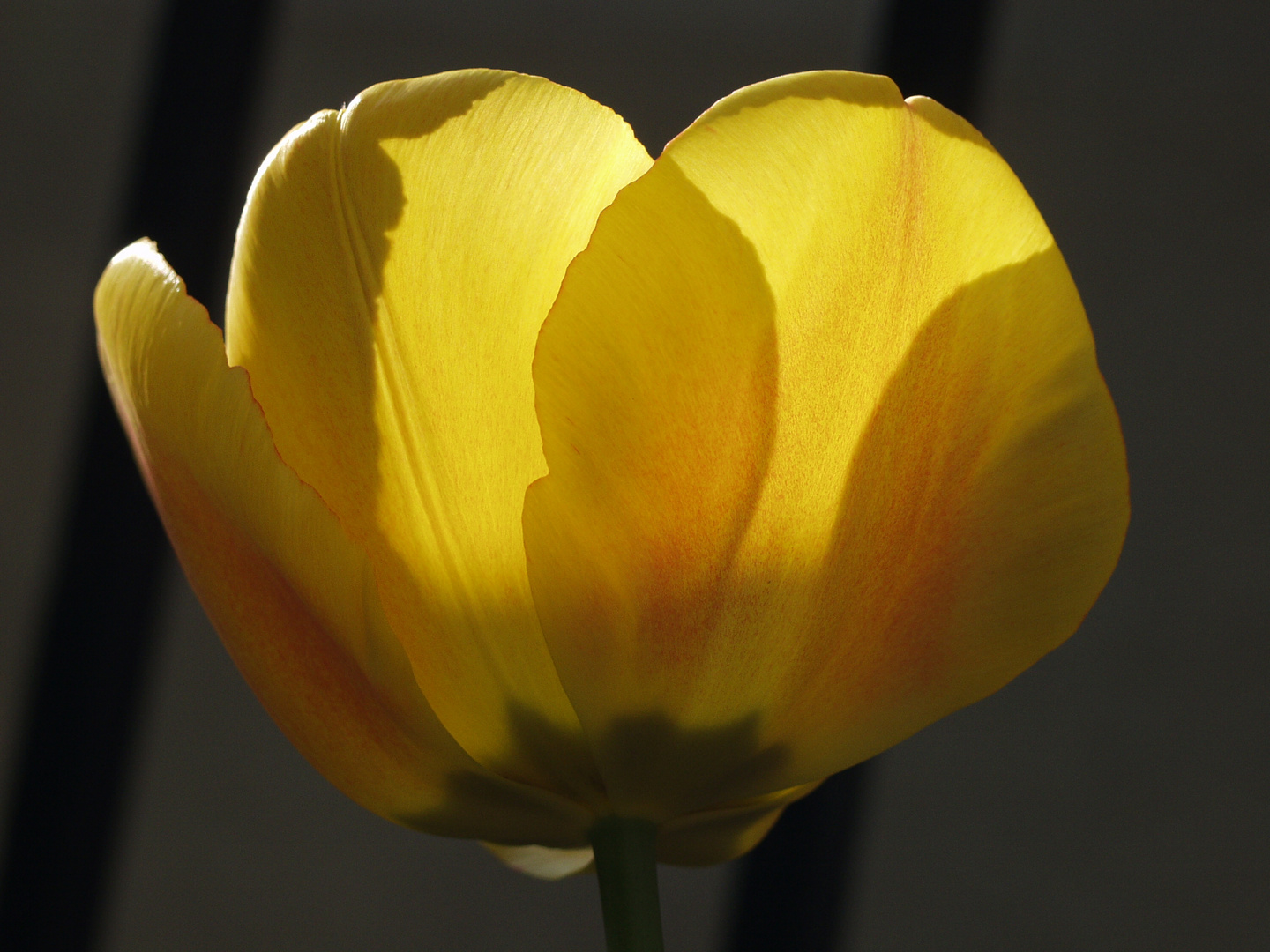 Tulpe im Gegenlicht