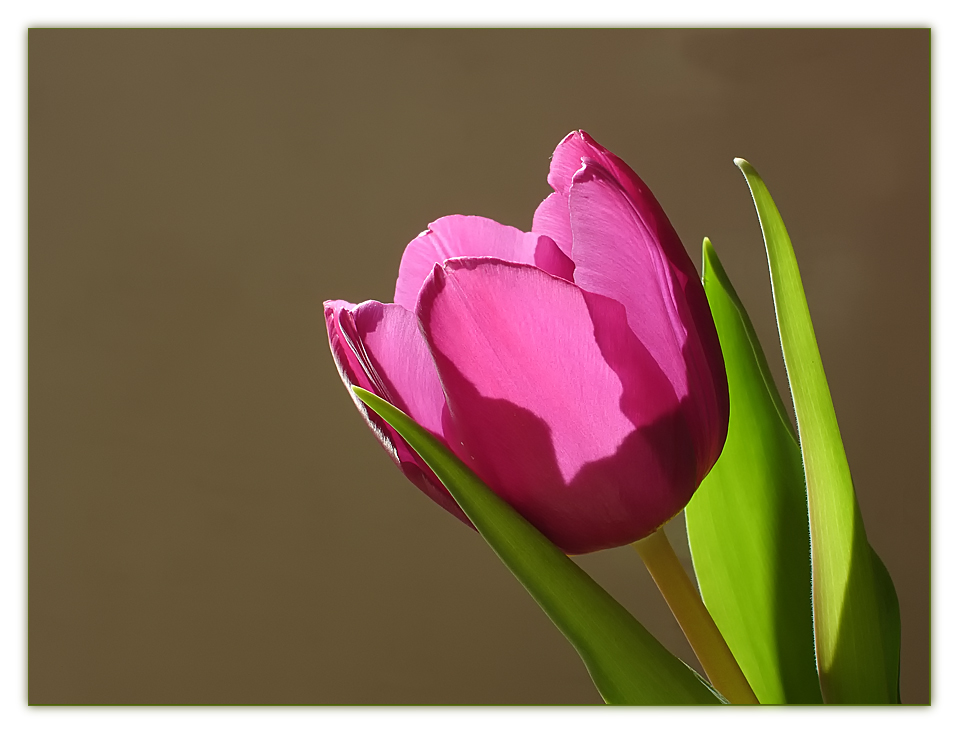 Tulpe im Gegenlicht