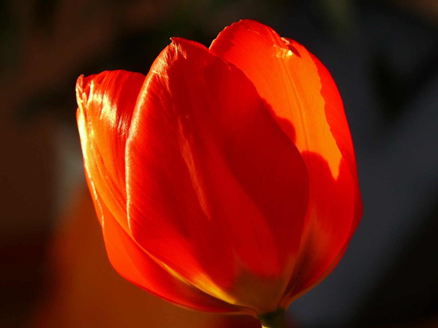 Tulpe im Gegenlicht