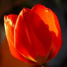 Tulpe im Gegenlicht