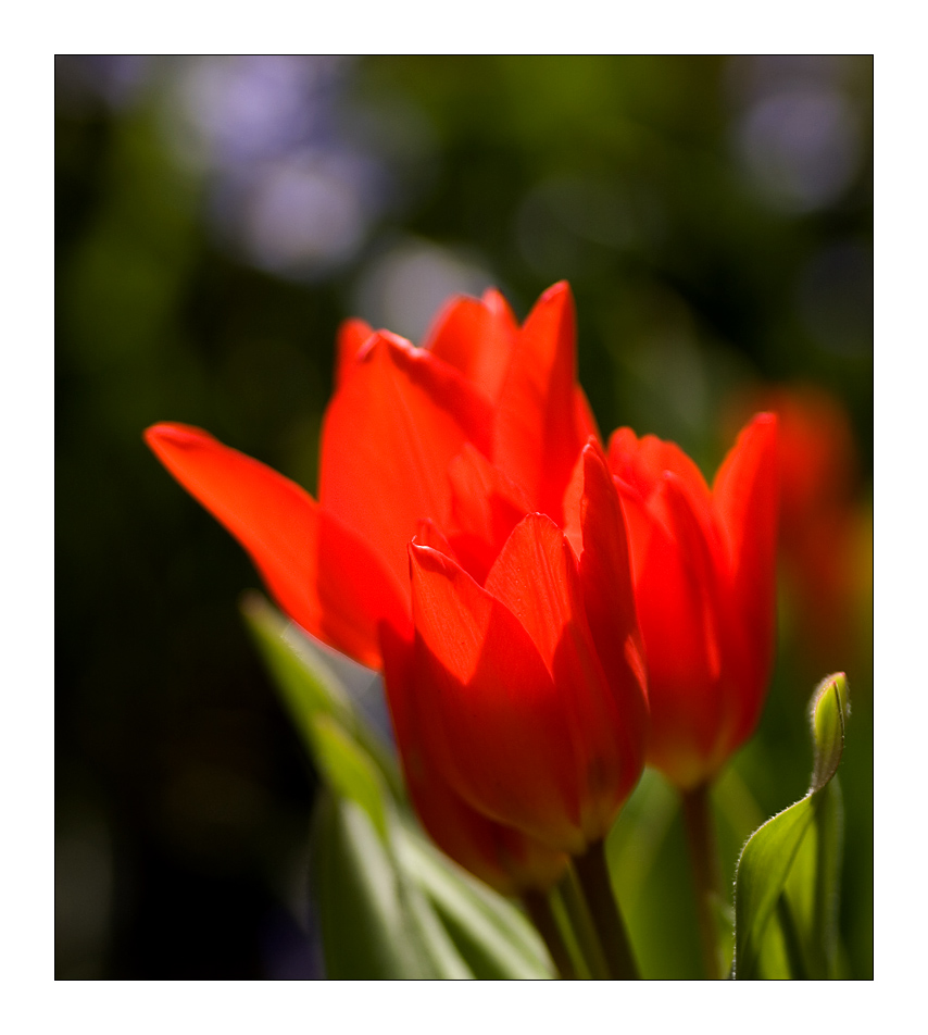 Tulpe im Gegenlicht