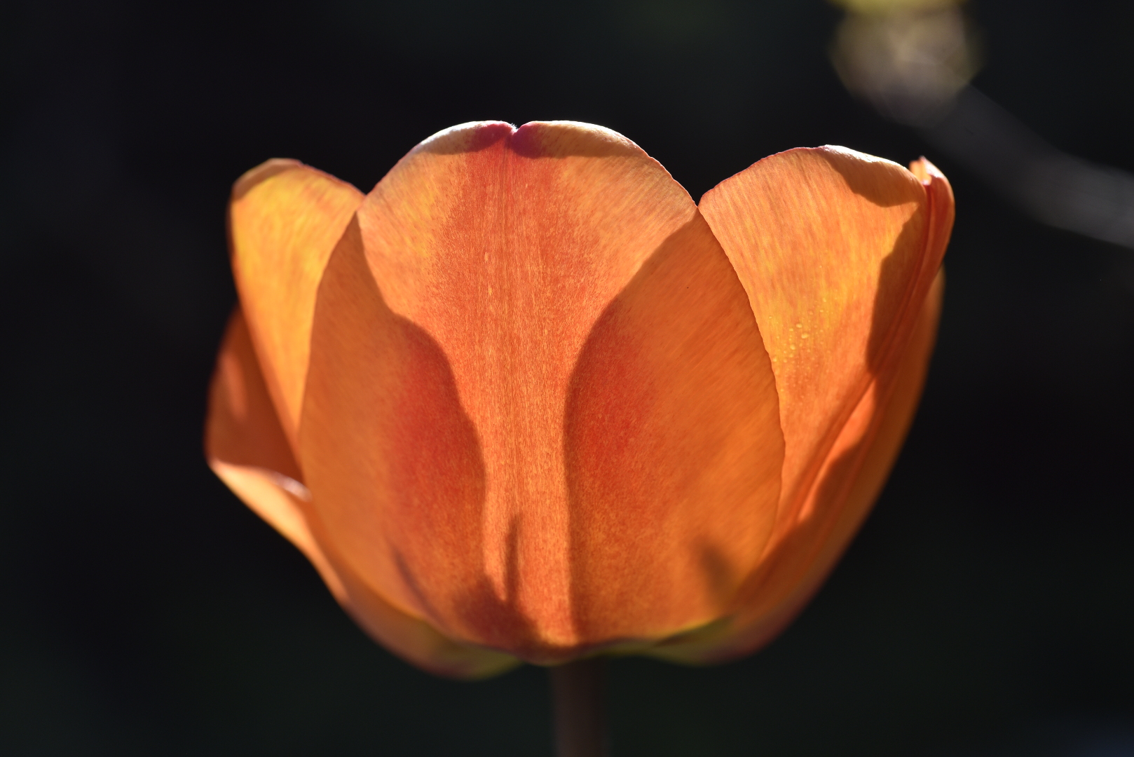 Tulpe im Gegenlicht