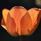 Tulpe im Gegenlicht