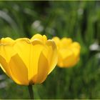 ++ Tulpe im Gegenlicht ++