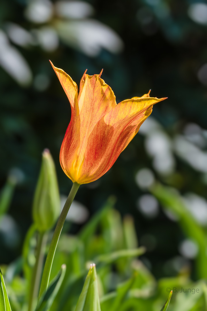 Tulpe im Gegenlicht