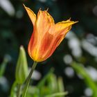 Tulpe im Gegenlicht