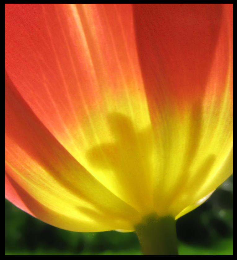 Tulpe im Gegenlicht