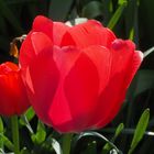 TULPE IM GEGENLICHT