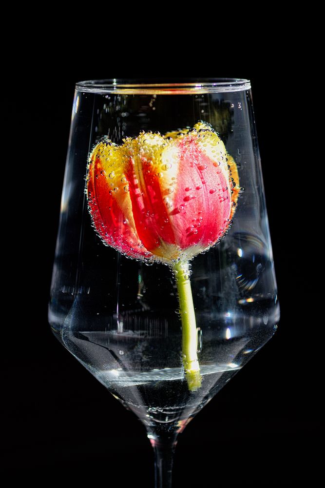 Tulpe im Glas