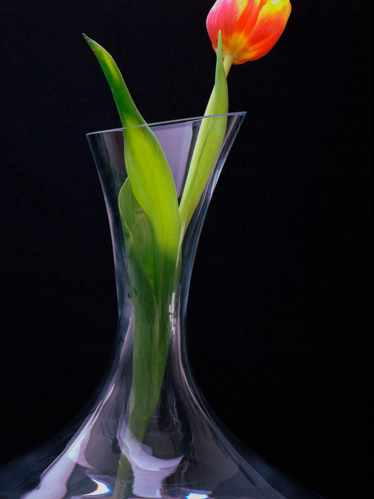 Tulpe im glas