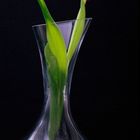 Tulpe im glas