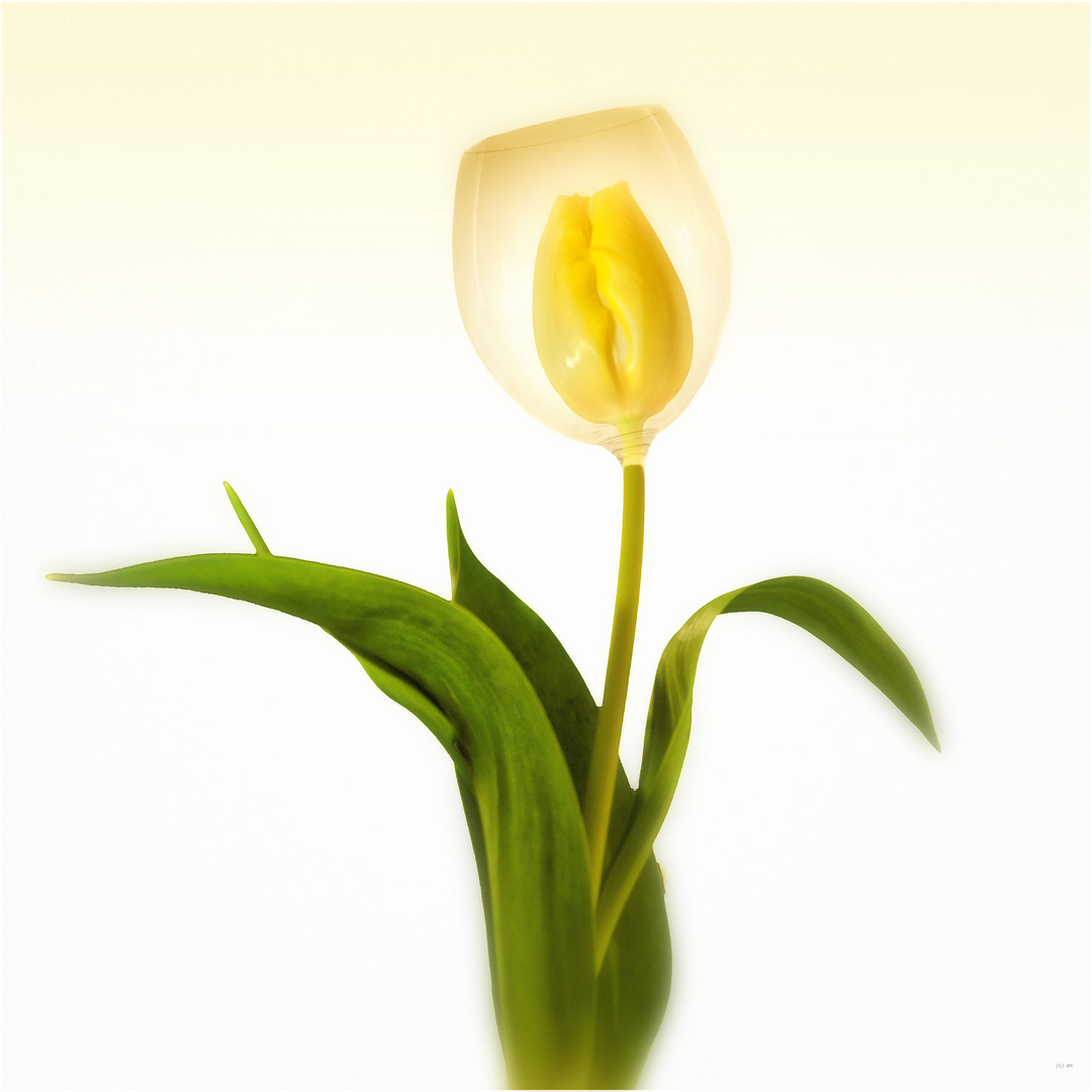 Tulpe im Glashaus