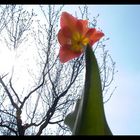 Tulpe im Größenwahn