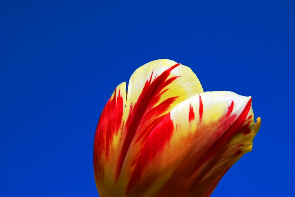 Tulpe im Himmel