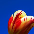 Tulpe im Himmel