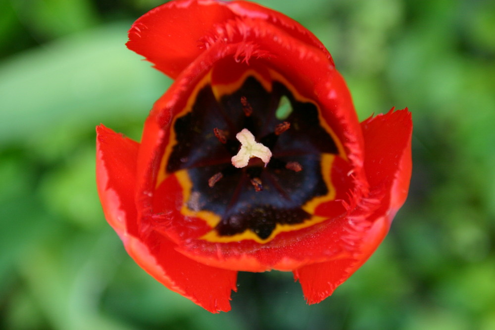 Tulpe im Hinterhof