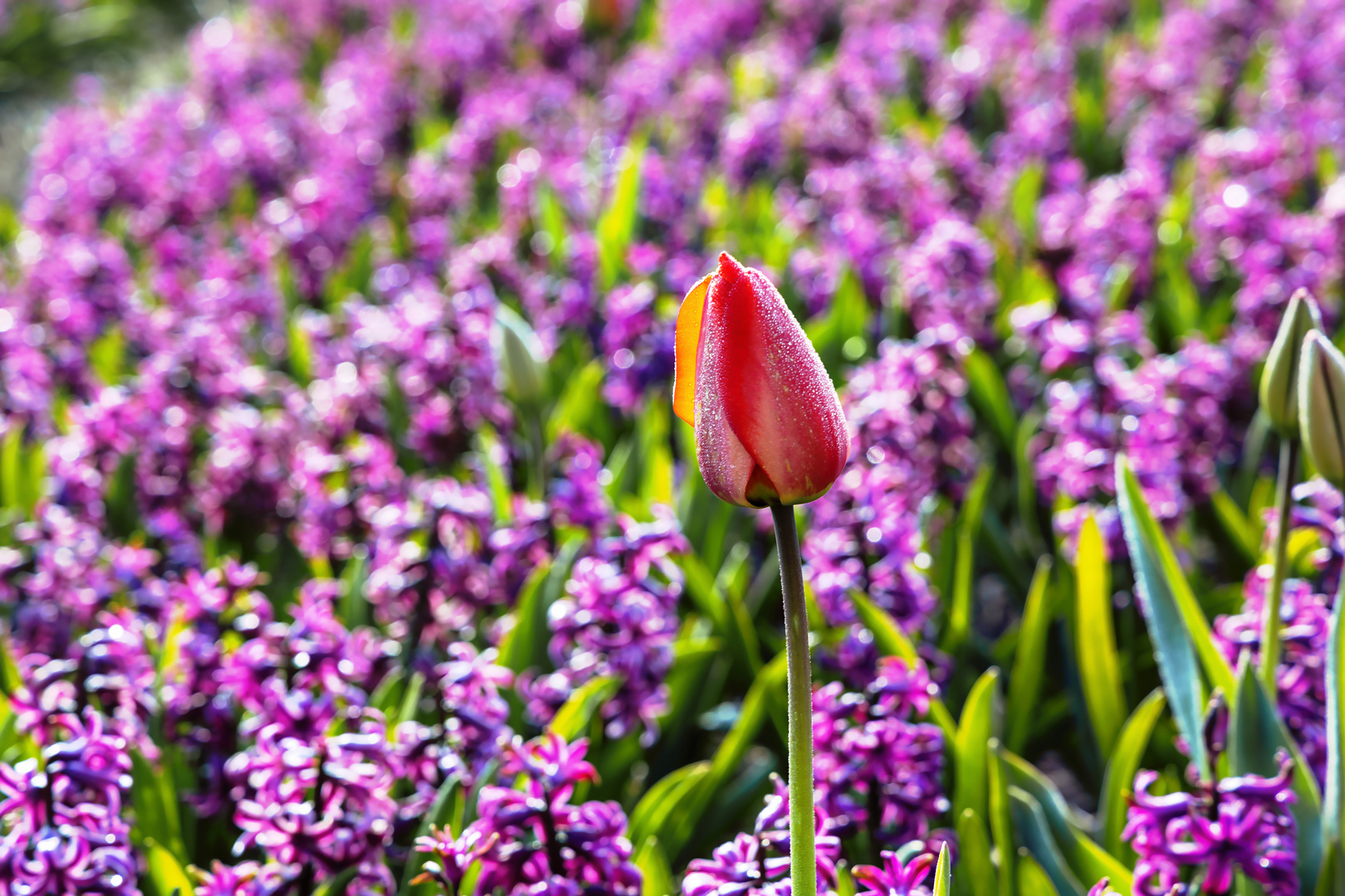 Tulpe im Hyazinthenfeld