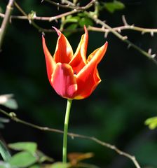 Tulpe im im Sonnenlicht!