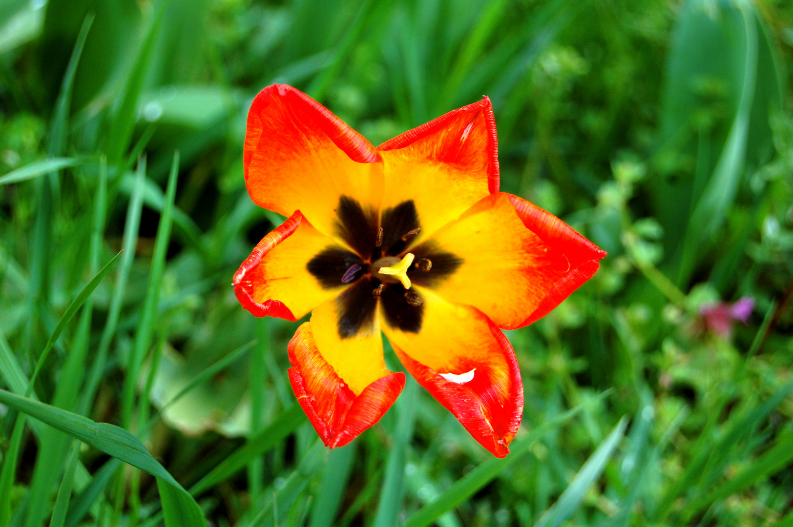 Tulpe im Kälteschock