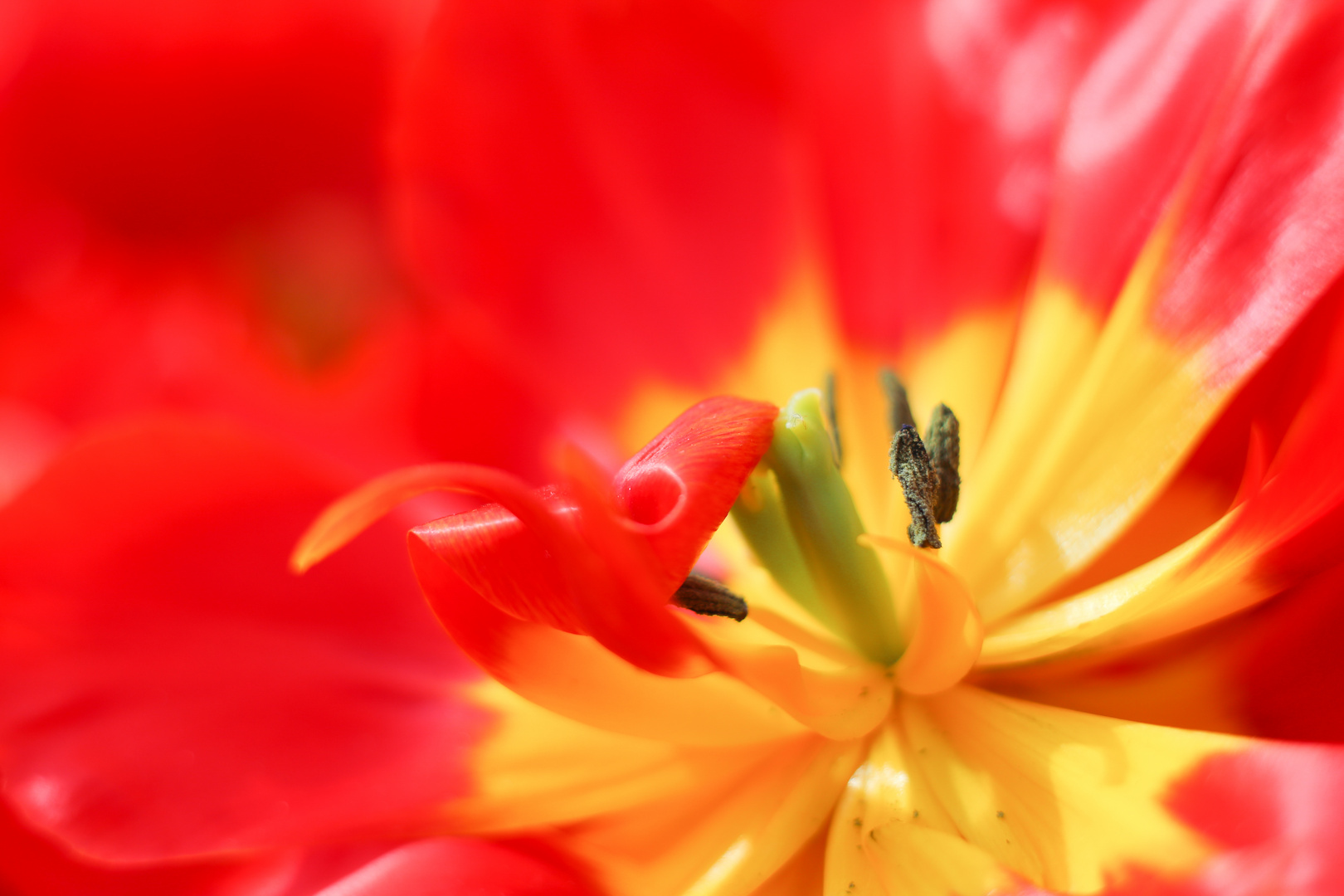 Tulpe im Keukenhof