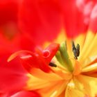 Tulpe im Keukenhof