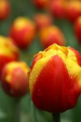 tulpe im keukenhof