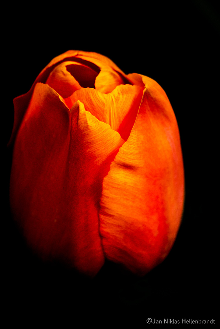 Tulpe im Keukenhof